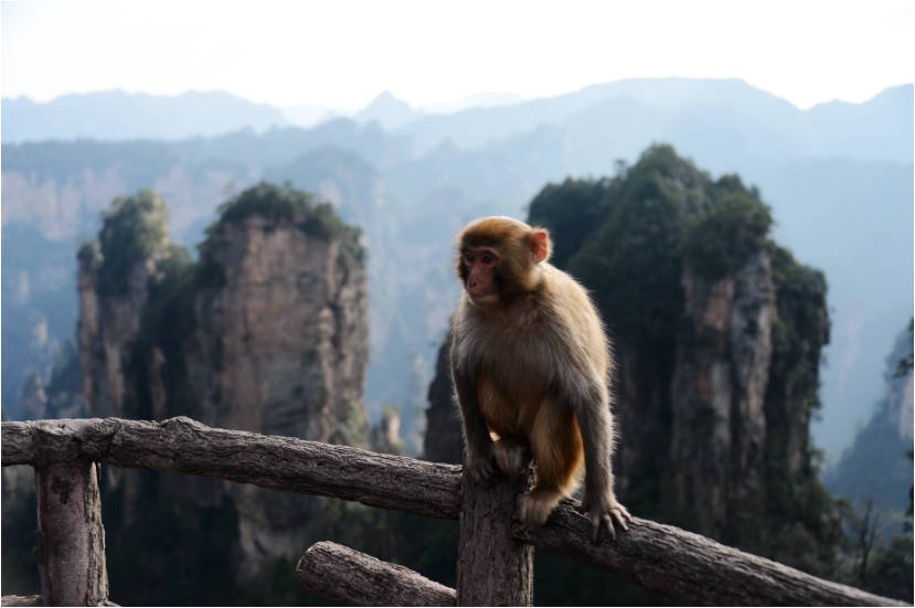 Wild macaques play with tourists in Zhangjiajie