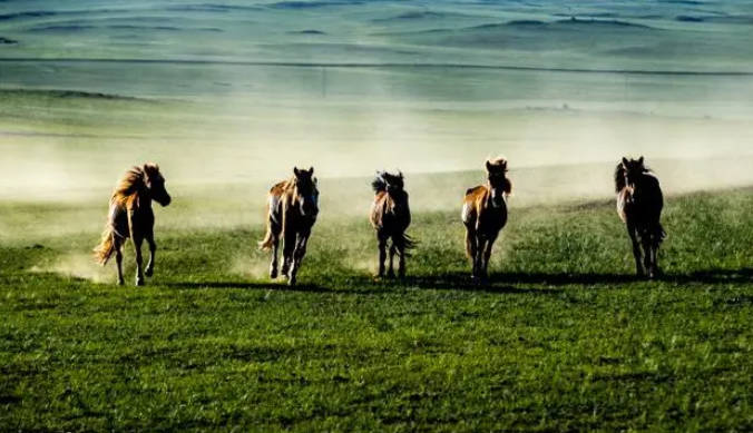 Horses Running on the Grassland